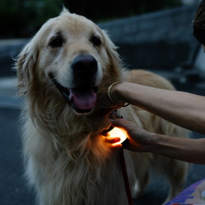 【LEDLENSER】ML4 Warm Light