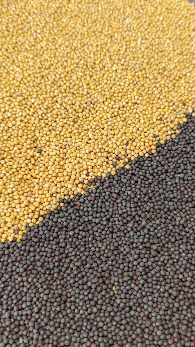 極粒辛子 Kiwamitubu mustard
